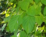 Clerodendrum trichotomum. Листья. Крым, Южный Берег, Никитский ботанический сад, в культуре. 29.10.2021.