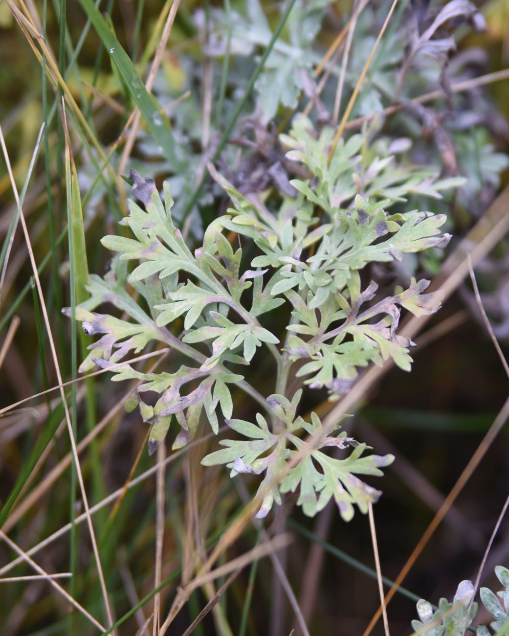 Image of Artemisia absinthium specimen.