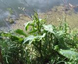 Rumex aquaticus