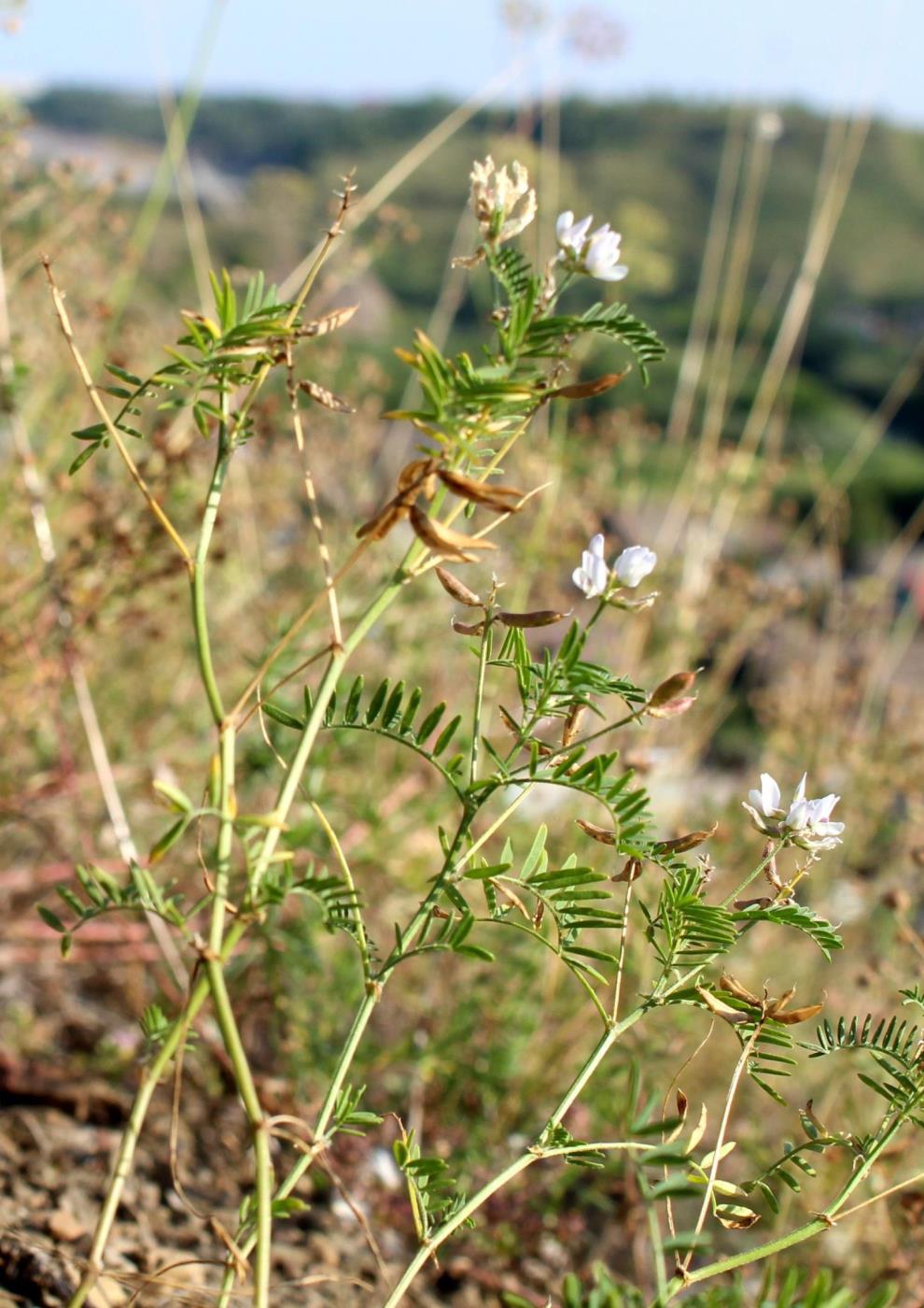 Image of Astragalus clerceanus ssp. graniticus specimen.