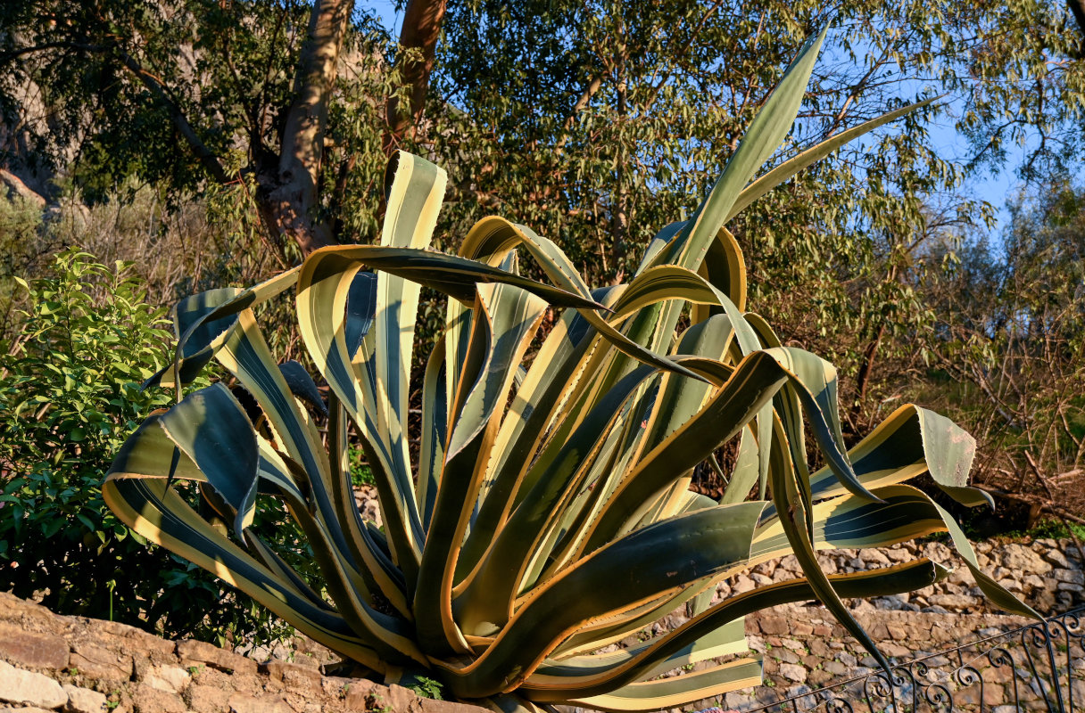 Изображение особи Agave americana var. marginata.