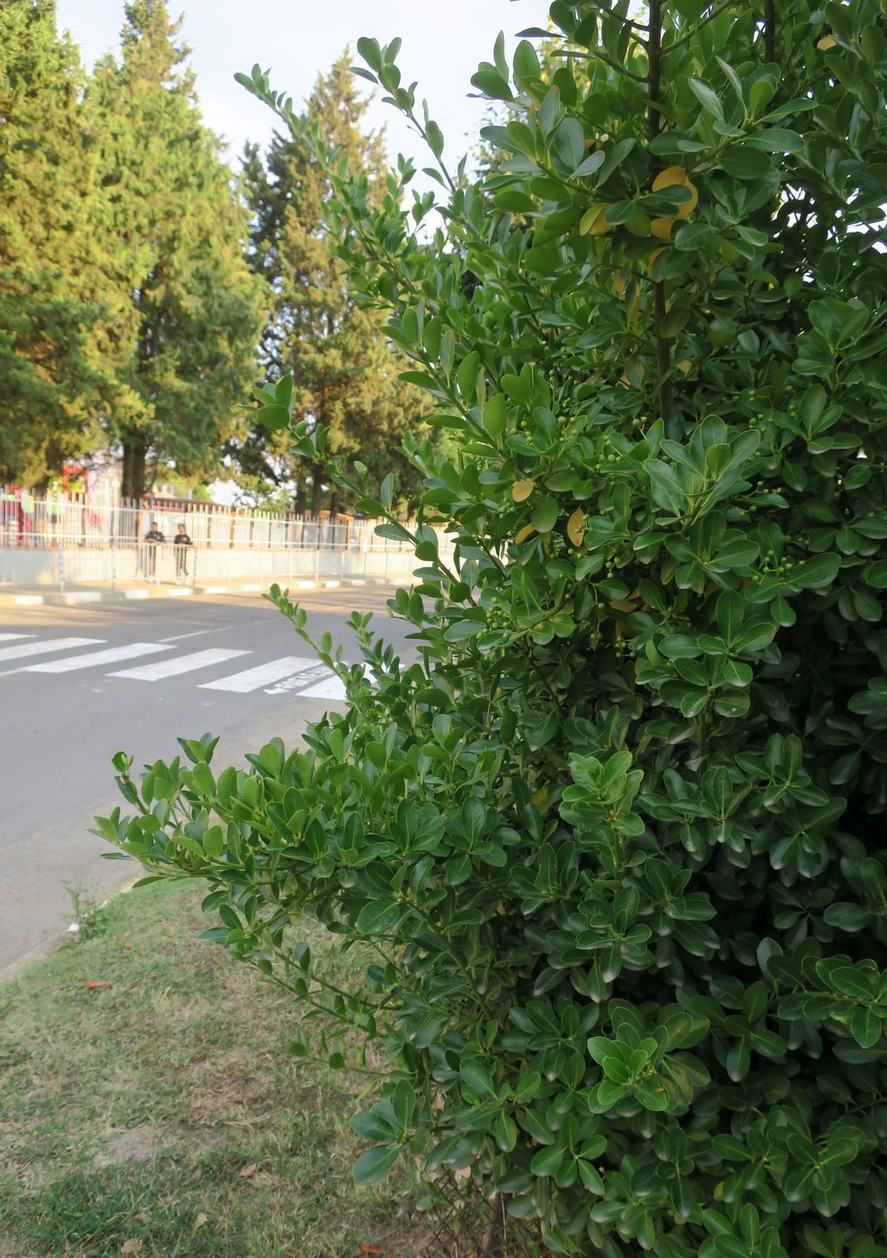 Image of Euonymus japonicus specimen.