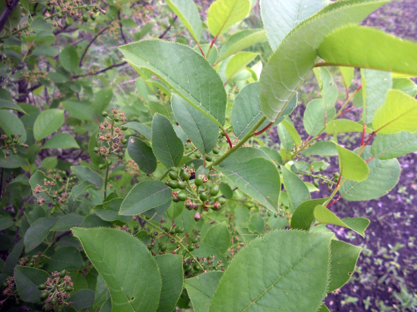 Image of genus Padus specimen.