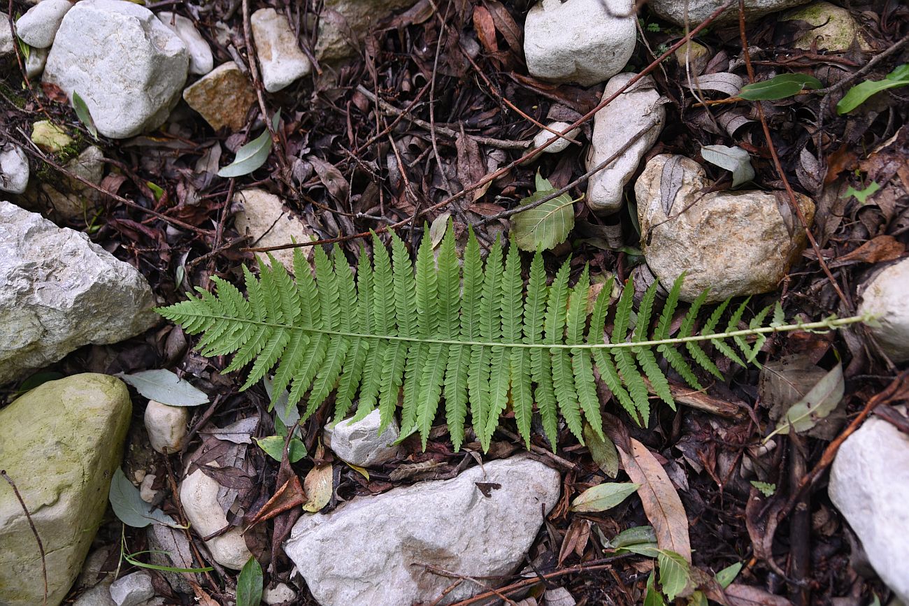 Image of Matteuccia struthiopteris specimen.