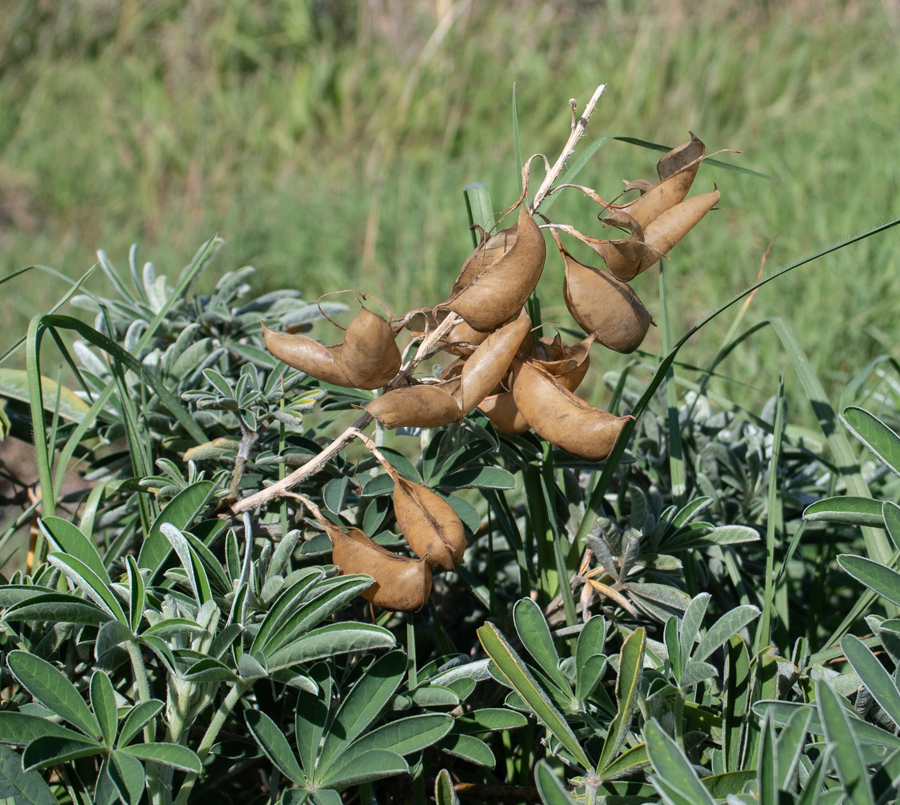 Image of Crotalaria grahamiana specimen.