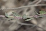 Alyssum trichostachyum