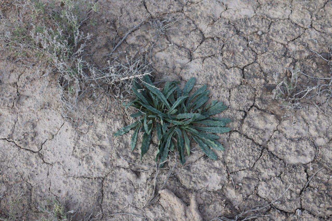 Image of Nonea melanocarpa specimen.