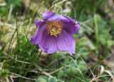 Pulsatilla violacea