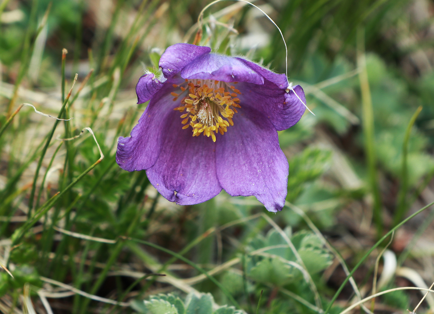 Image of Pulsatilla violacea specimen.