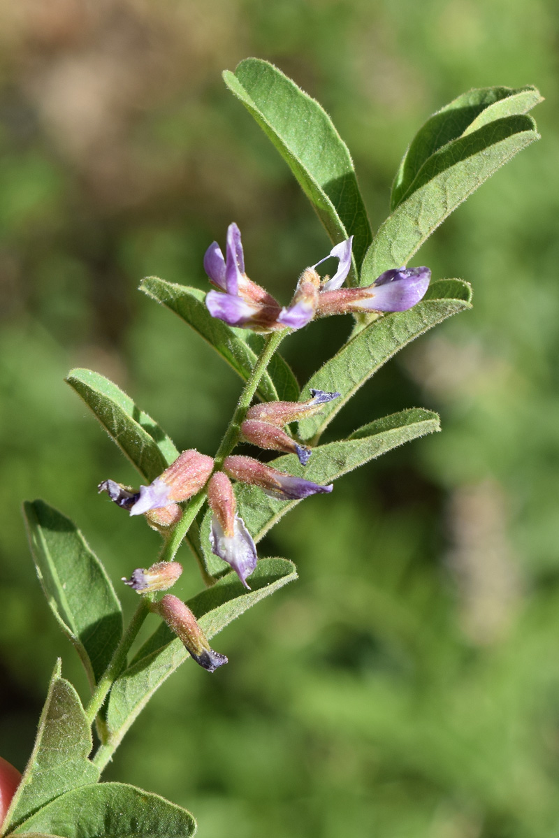 Изображение особи Glycyrrhiza glabra.