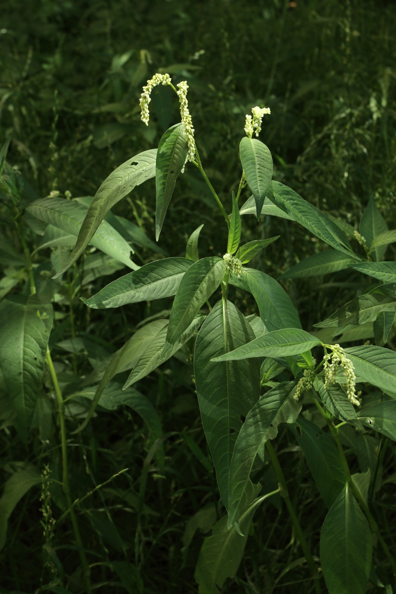 Image of Persicaria scabra specimen.