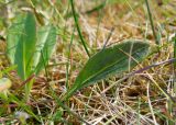 Tephroseris integrifolia. Прикорневой лист. Мурманская обл., Кольский р-н, сельское поселение Териберка, о. Кильдин, окр. мыса Сундуки, приморская тундра. 24.06.2023.