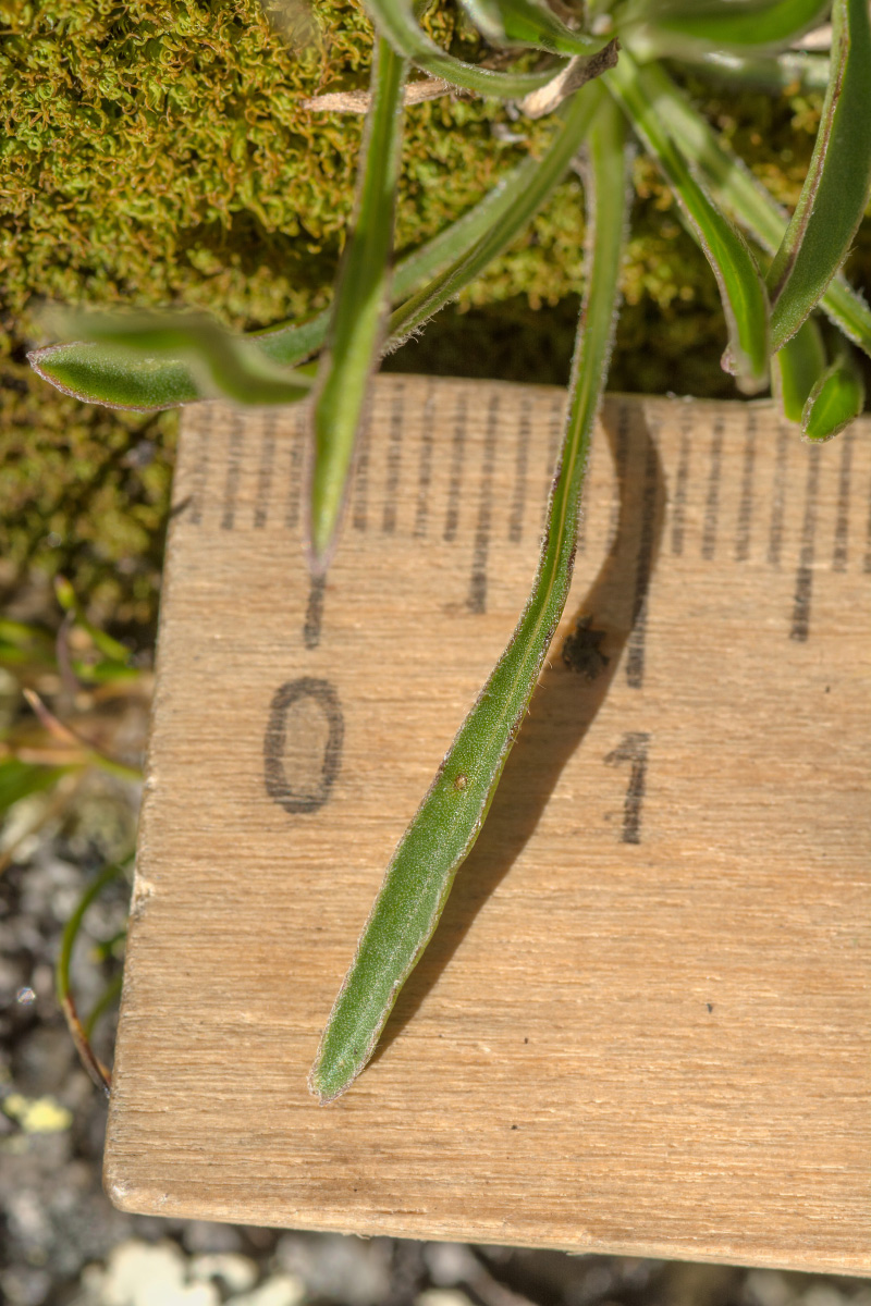 Image of Campanula besenginica specimen.