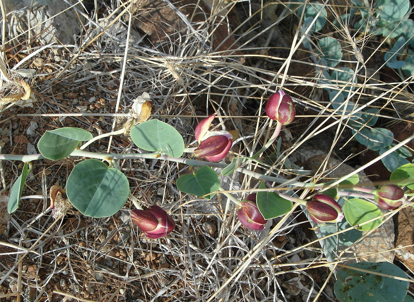 Image of Capparis orientalis specimen.