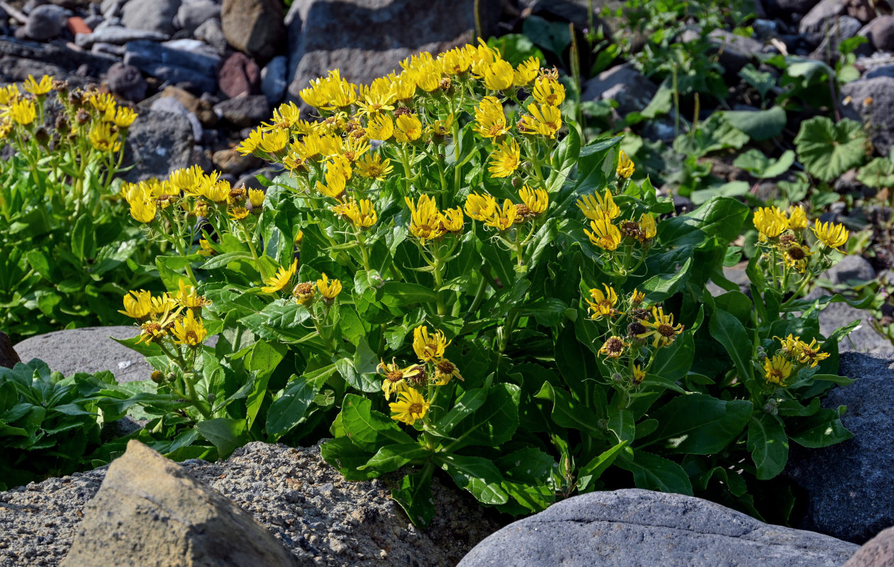 Image of Senecio pseudoarnica specimen.