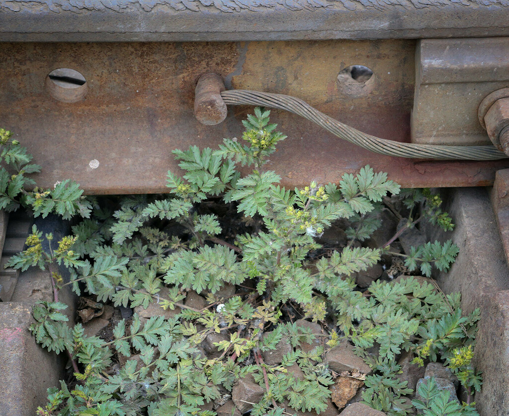 Изображение особи Potentilla supina ssp. paradoxa.