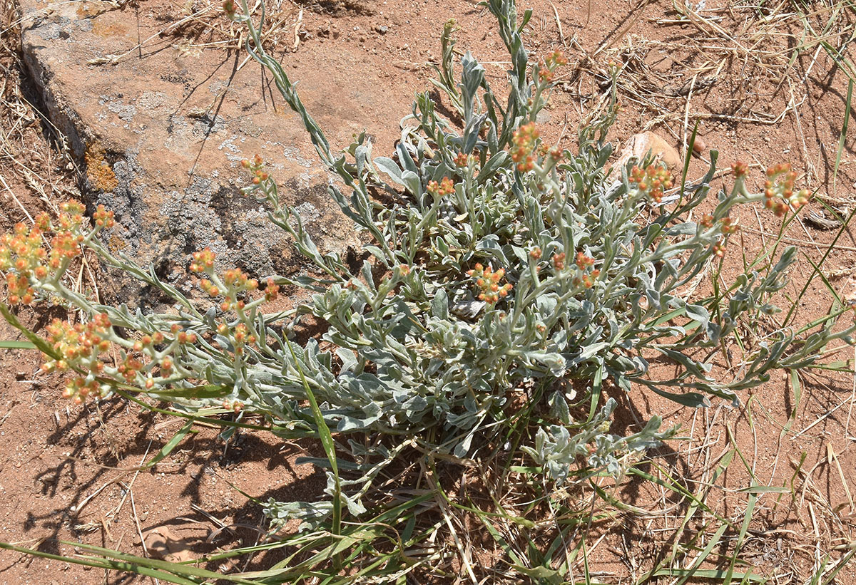 Image of Helichrysum nogaicum specimen.