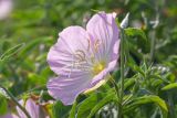 Смотреть изображение Oenothera speciosa