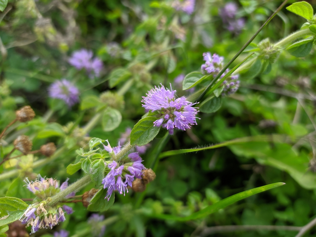 Изображение особи Mentha pulegium.