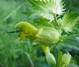 Rhinanthus vernalis. Цветок. Коми, окр. г. Сыктывкар, Алёшино, заливной луг. 15.06.2010.