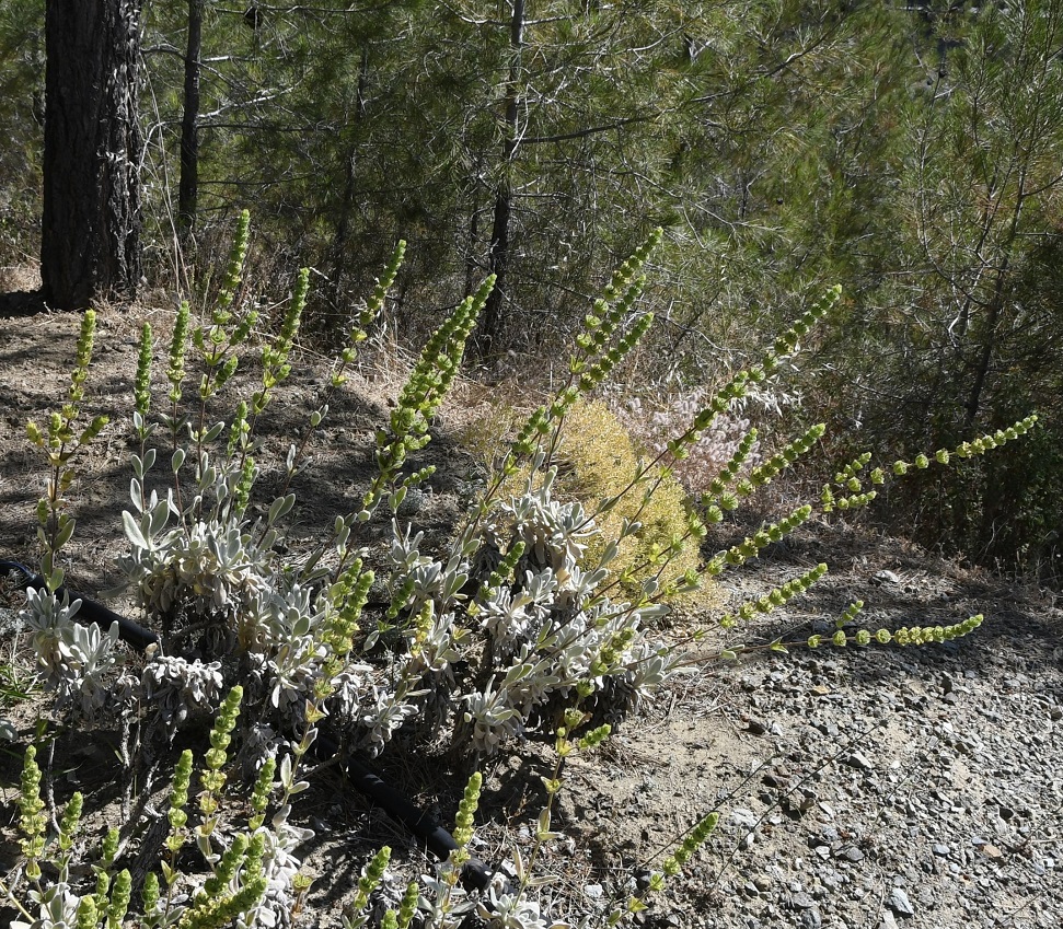 Image of Sideritis cypria specimen.