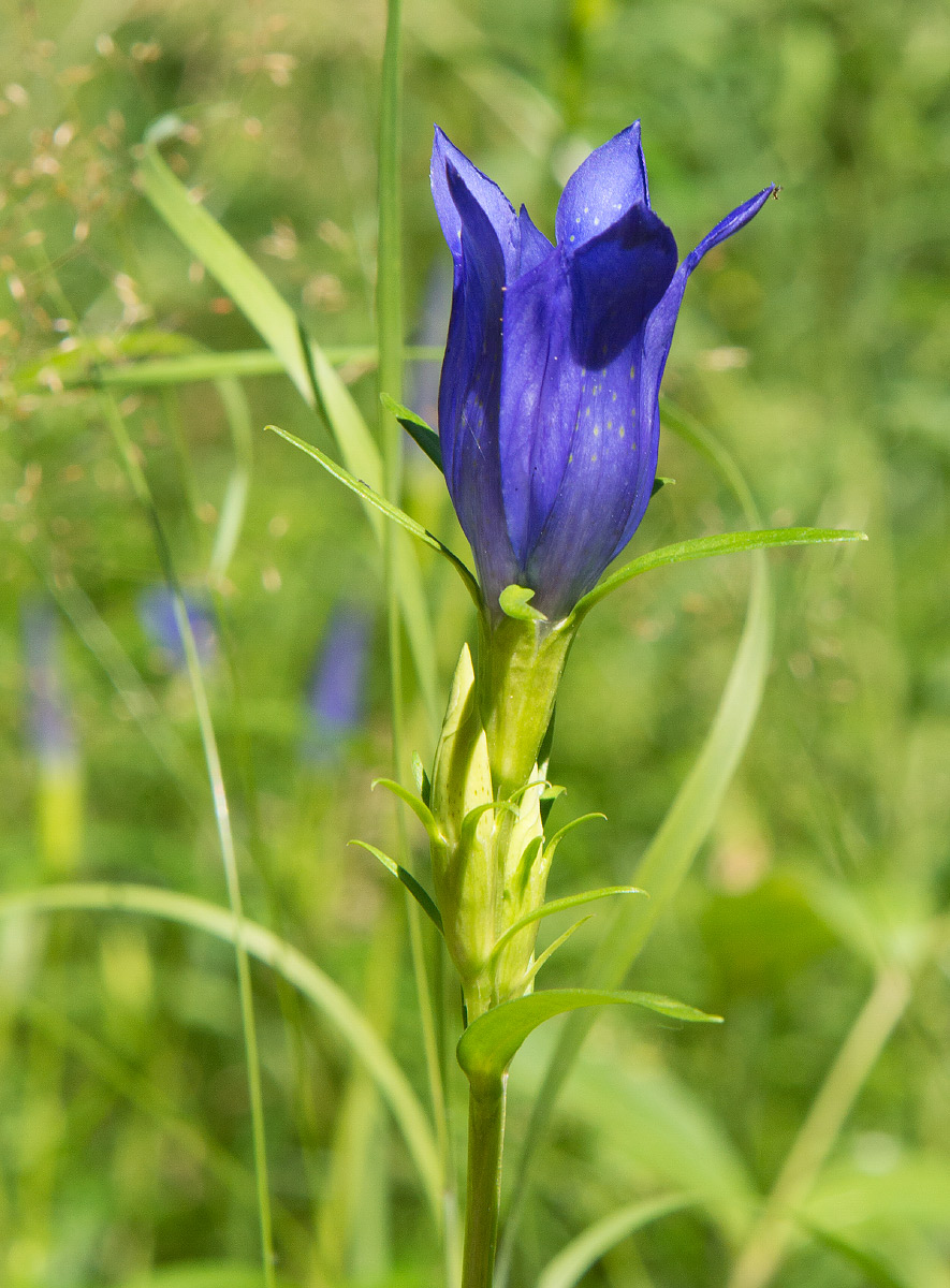 Image of Gentiana pneumonanthe specimen.