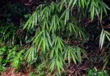 Phyllostachys pubescens. Верхушки побегов. Китай, провинция Хунань, г. Фэнхуан, бамбуковая роща. 04.06.2024.