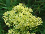 Thalictrum amurense. Верхушка соцветия. Хабаровский край, окр. г. Комсомольск-на-Амуре, опушка широколиственного леса. 30.07.2024.