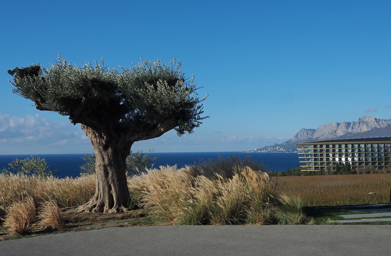 Image of Olea europaea specimen.