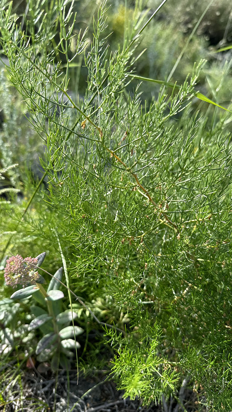 Изображение особи Asparagus gibbus.