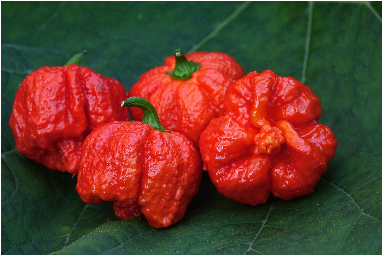 Изображение особи Capsicum chinense.