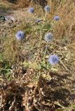 Echinops karatavicus. Цветущее растение. Узбекистан, Ташкентская обл., зап. отр. Чаткальского хр., окр. кишлака Учтерак, глинистый склон. 25.09.2024.