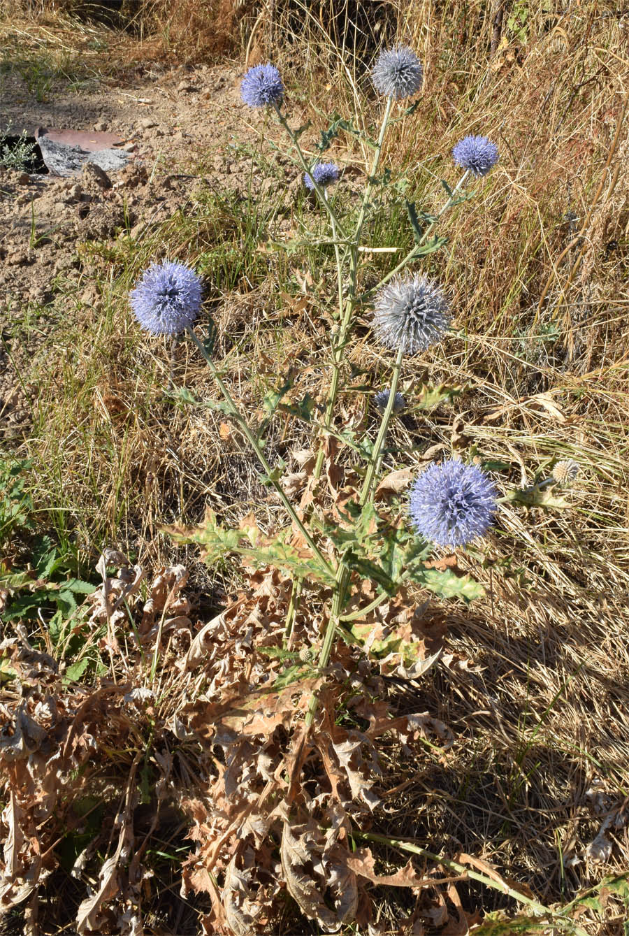 Изображение особи Echinops karatavicus.