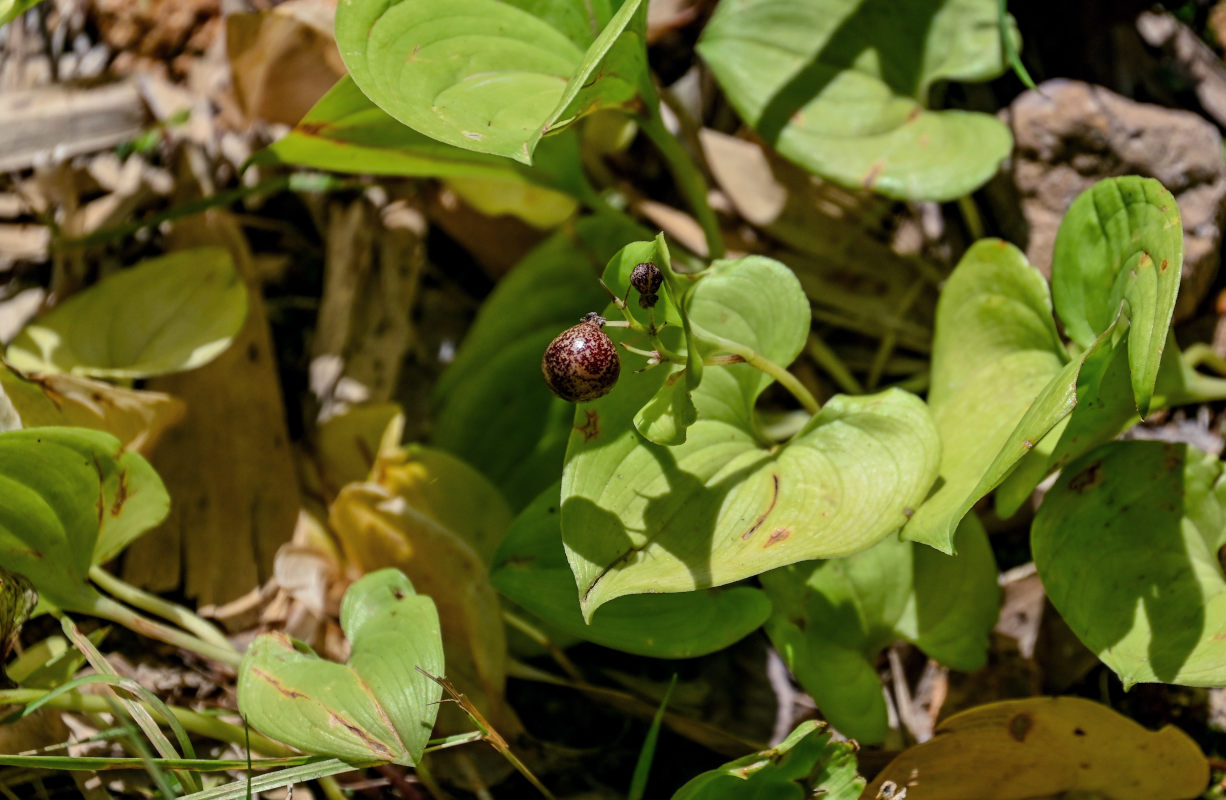 Image of Maianthemum dilatatum specimen.