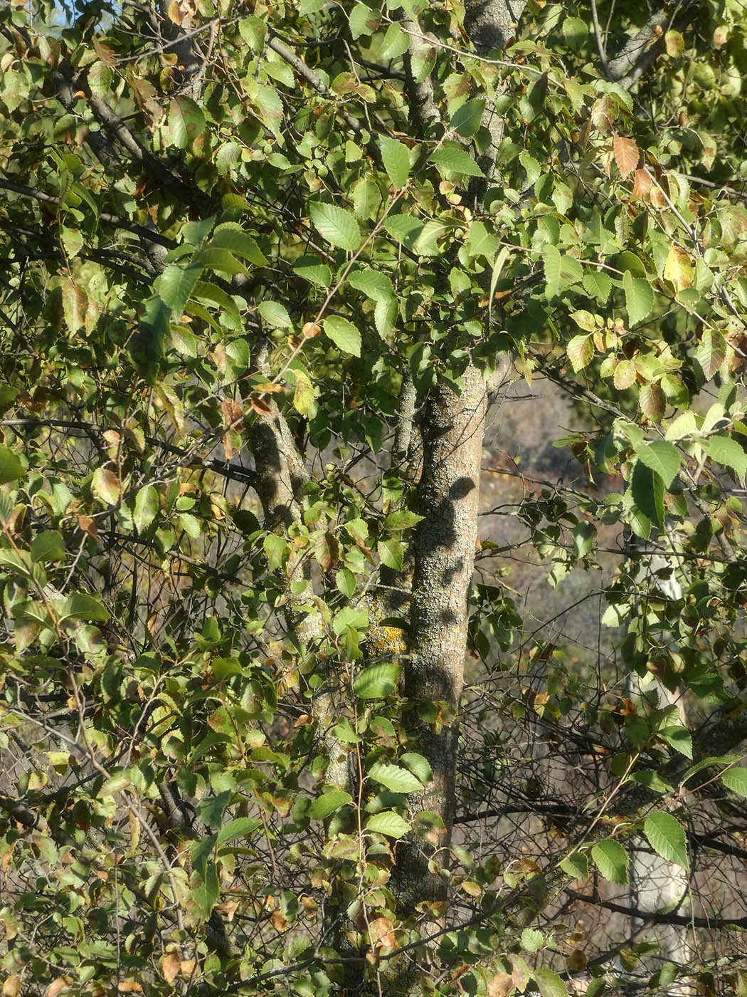 Изображение особи Ulmus pumila.