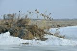 род Phragmites. Перезимовавшие отплодоносившие растения (на заднем плане слева - Artemisia). Приморский край, Спасский р-н, окр. с. Новосельское, рисовые чеки. 26.03.2023.