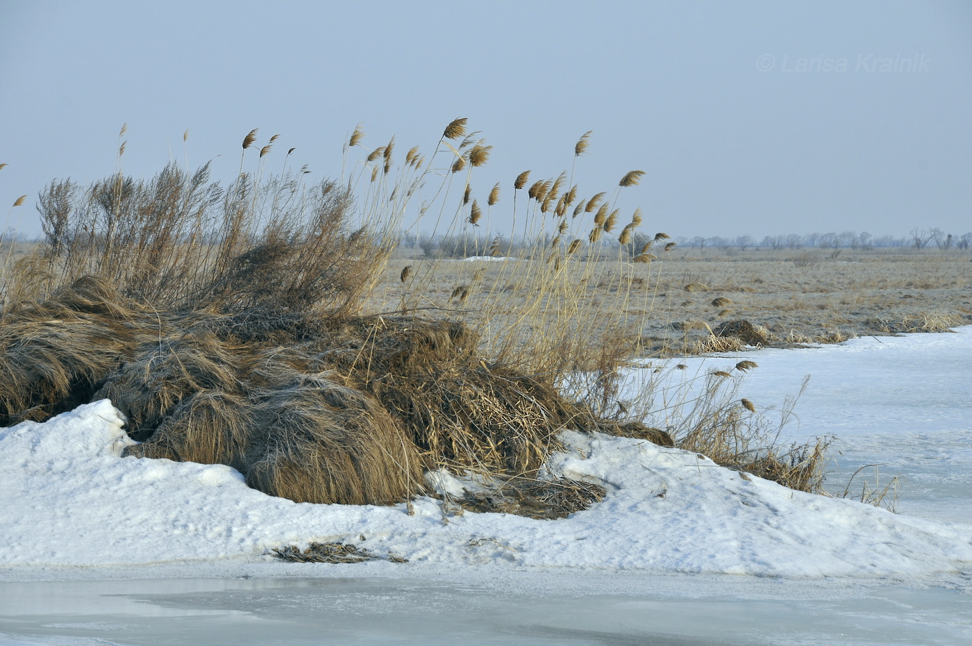 Изображение особи род Phragmites.