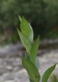 Salix pentandrifolia. Верхушка веточки. Кабардино-Балкария, Эльбрусский р-н, Терскольский лес, окраина поляны рядом с ручьём. 26 августа 2023 г.