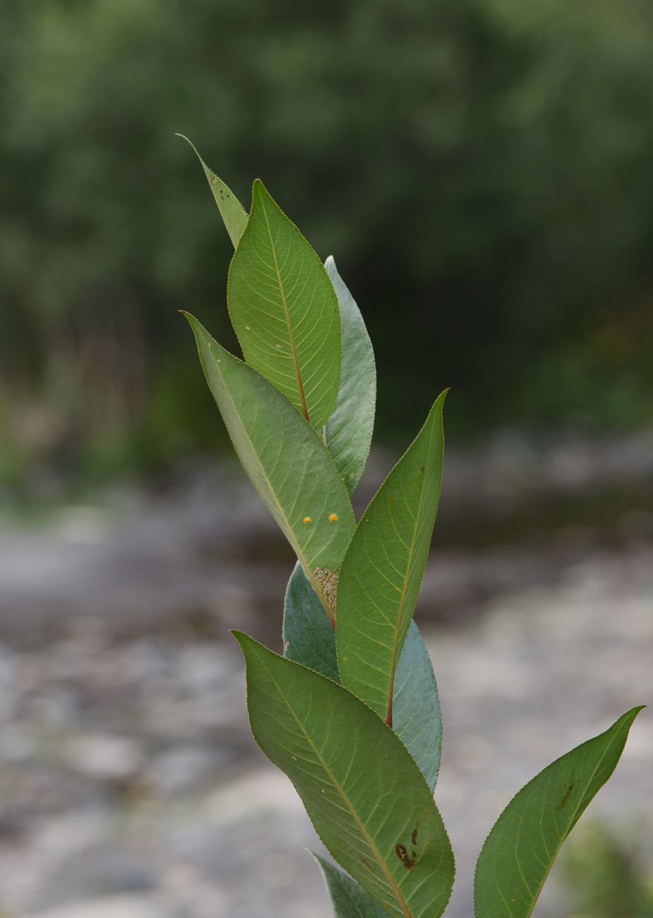 Изображение особи Salix pentandrifolia.