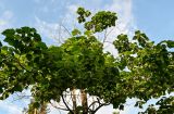 Paulownia tomentosa. Часть кроны взрослого дерева. Китай, провинция Хунань, национальный парк \"Чжанцзяцзе\", опушка смешанного леса. 06.06.2024.