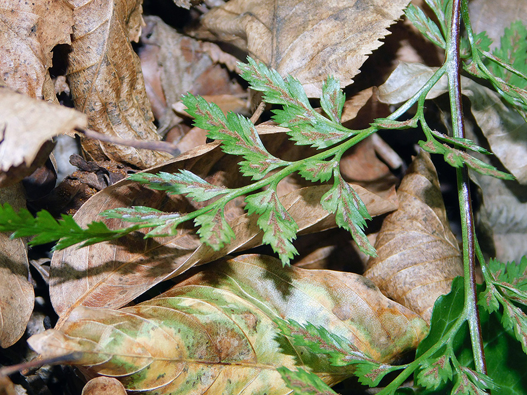 Image of Asplenium adiantum-nigrum specimen.