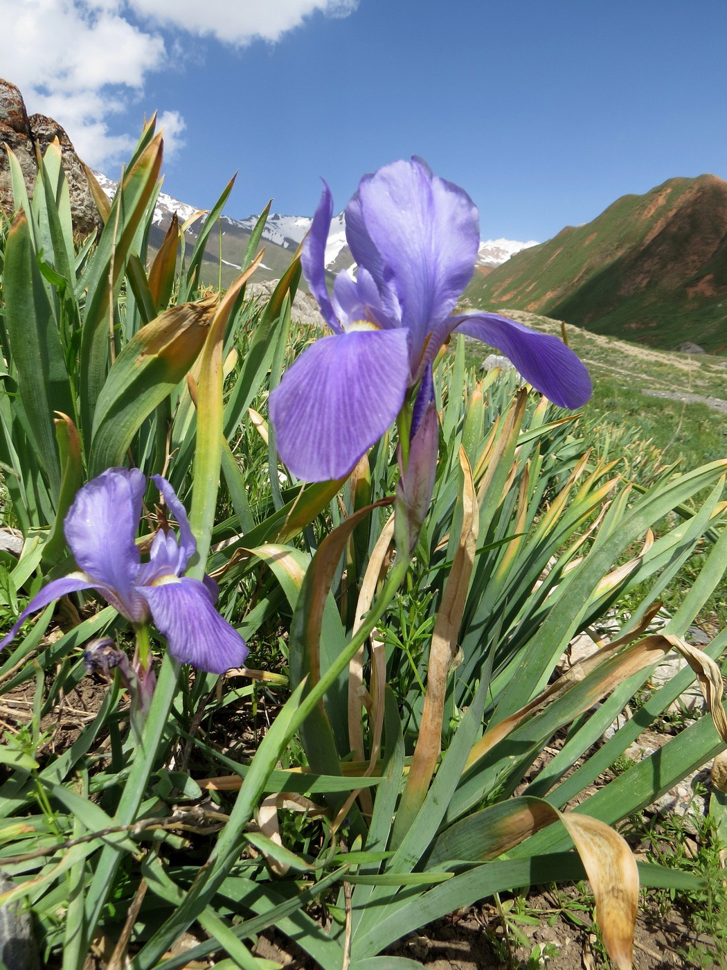 Изображение особи Iris hoogiana.