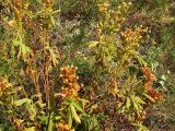 Potentilla longifolia. Плодоносящие растения. Бурятия, 10 км З Улан-Удэ, 23 августа 2005 г.