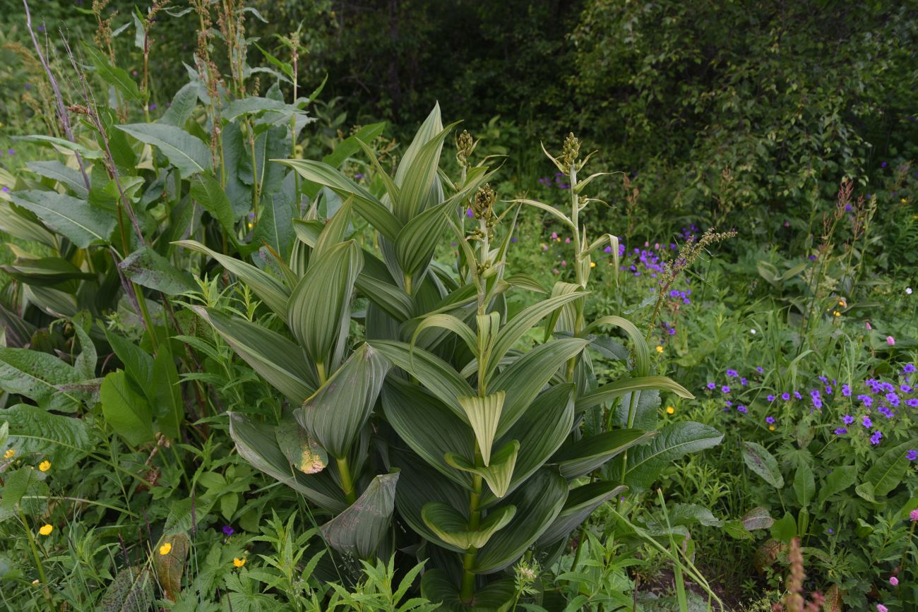 Image of Veratrum lobelianum specimen.