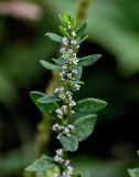 Polygonum aviculare. Верхушка побега с соцветием. Московская обл., окр. г. Железнодорожный, дол. р. Чёрная, окраина залежи. 26.08.2024.