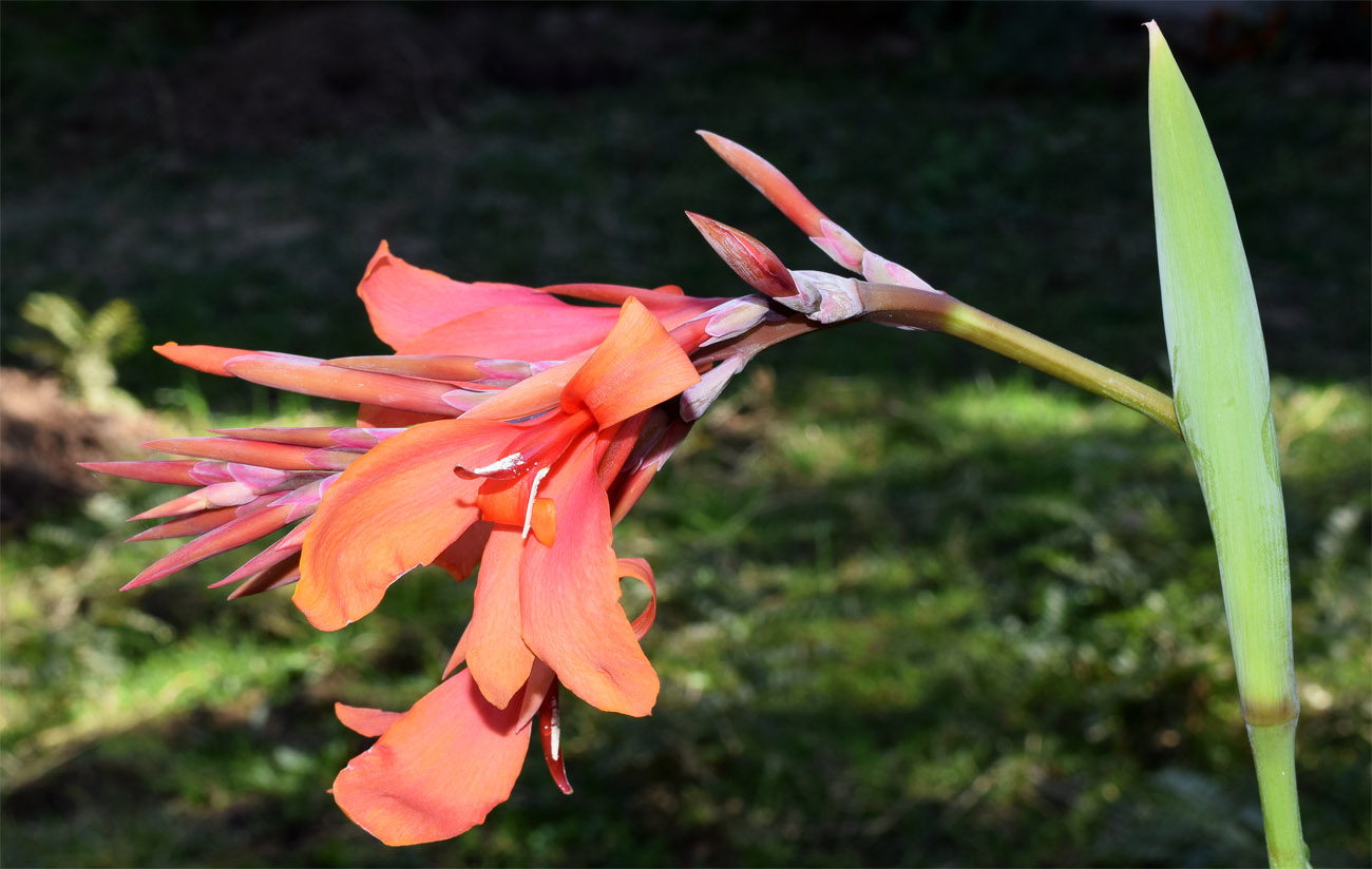 Image of Canna indica specimen.