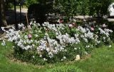 Смотреть изображение Campanula persicifolia
