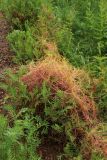 View full-size image Cuscuta europaea