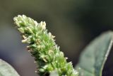View full-size image Amaranthus blitum