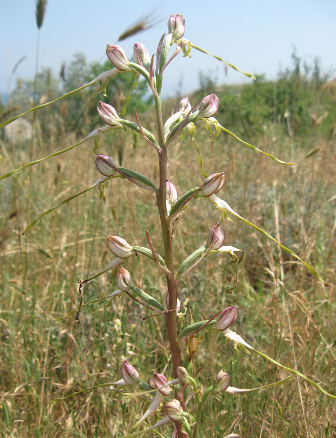 Image of Himantoglossum caprinum specimen.